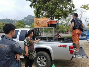 Forest department officials join police in arresting Samui touts