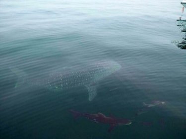 Whale sharks spotted off the coast between Krabi and Kho Yao Yai