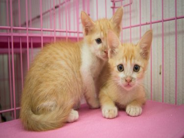 The Soi Dog Foundation has too many kittens and is looking for homes