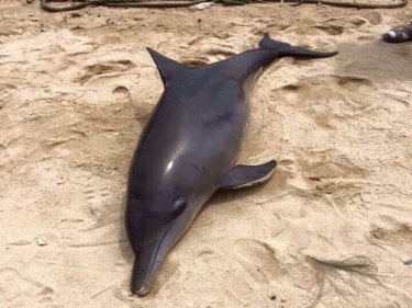 A bottlenose dolphin was found dead in the sea off Rawai today