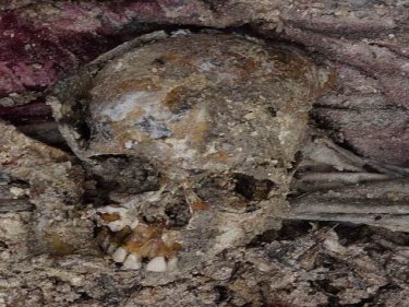 Dead deserve answers: Skull of a woman exhumed north of Phuket